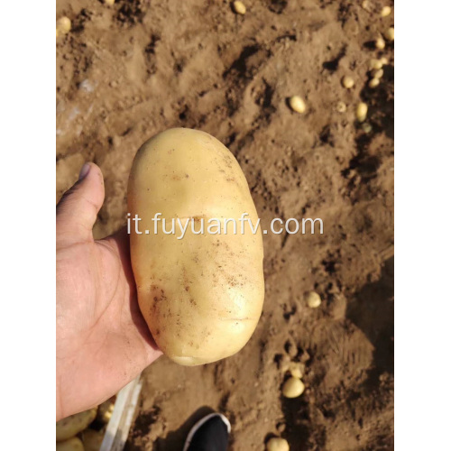 patate dolci con colore giallo